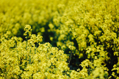 rapeseed