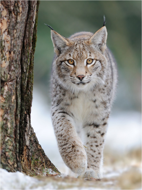 beautiful-wildlife:  Approaching by Peter Lindel