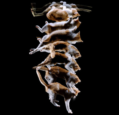 amorpha-system:  anatomicalart:  fucktonofanatomyreferences:  A wicked fuck-ton of feline anatomy references.  1 2 3 4 5 6 7 8 9 10  Really really useful for anyone who wants to draw cats!