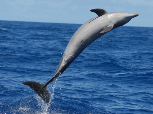 wafflesex:  I like how dolphins breach with such vivacity whales breach with grace