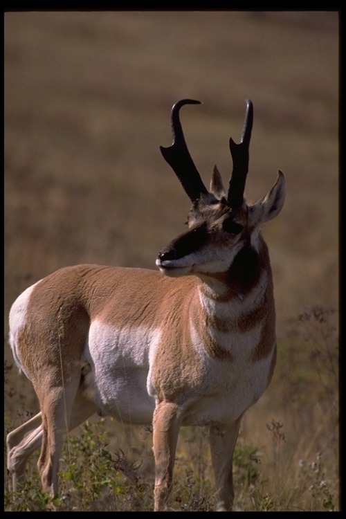 wapiti3 - pronghorn (Antilocapra americana)The pronghorn...