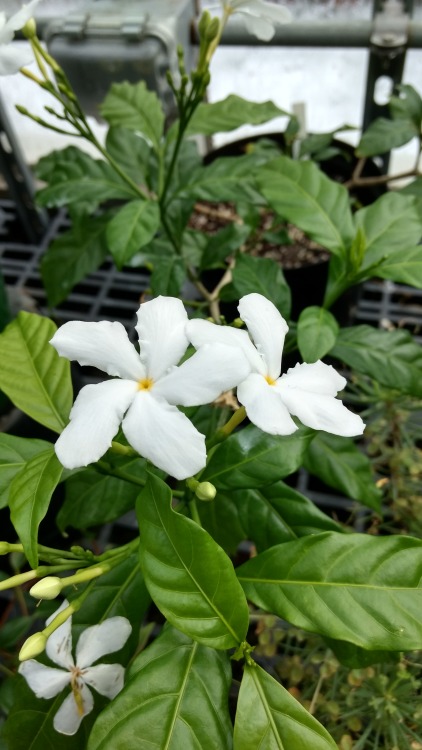 12/28/16: Tabernaemontana divaricata, or Crape Jasmine/Pinwheelflower; flowering plant species class