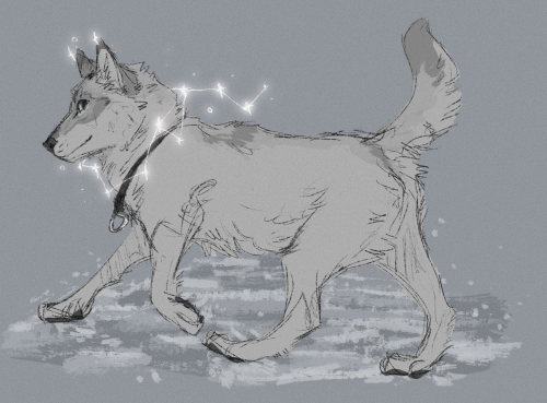 Polar Pup !