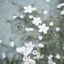 rain-water-flowers
