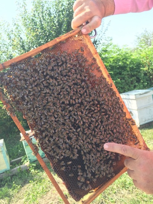 jamaicanamazon:  gluten-free-pussy:   digable-planets:   mbtimemes: got to be a honorary bee keeper for a day! one of the bees even landed on me and did a lil happy dance! we gon act like this bee not twerkin or   That bee throwin that ass in a circle