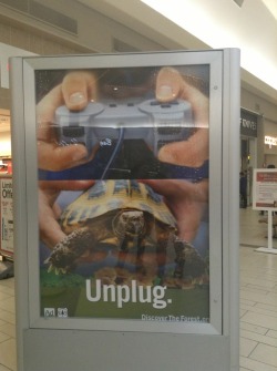 alltheladiesyouhate:  All this time I’ve been playing video games when I could have been holding a turtle 