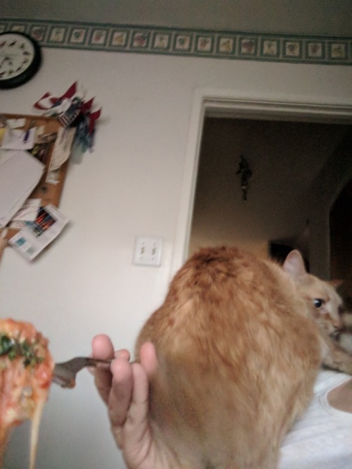 me trying to eat my lasagna vs the clingiest cat in the world