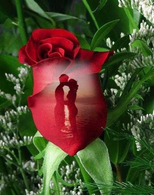 love