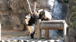 pandasneedourlove:© beachkat1Giant Panda Cubs Mei Huan and Mei Lun at Zoo Atlanta on 2/14/15