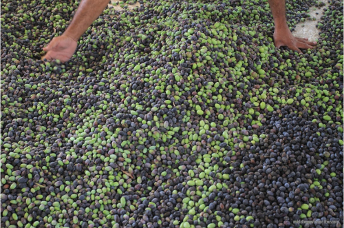 middlejournal:Gaza’s olive harvest season began today, as celebrated by the Ministry of Agricultur