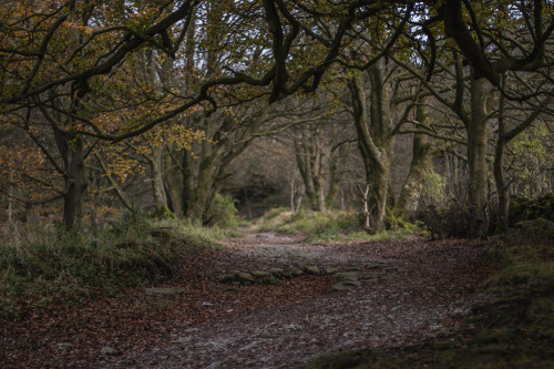 garettphotography:Autumn in Derbyshire | GarettPhotography