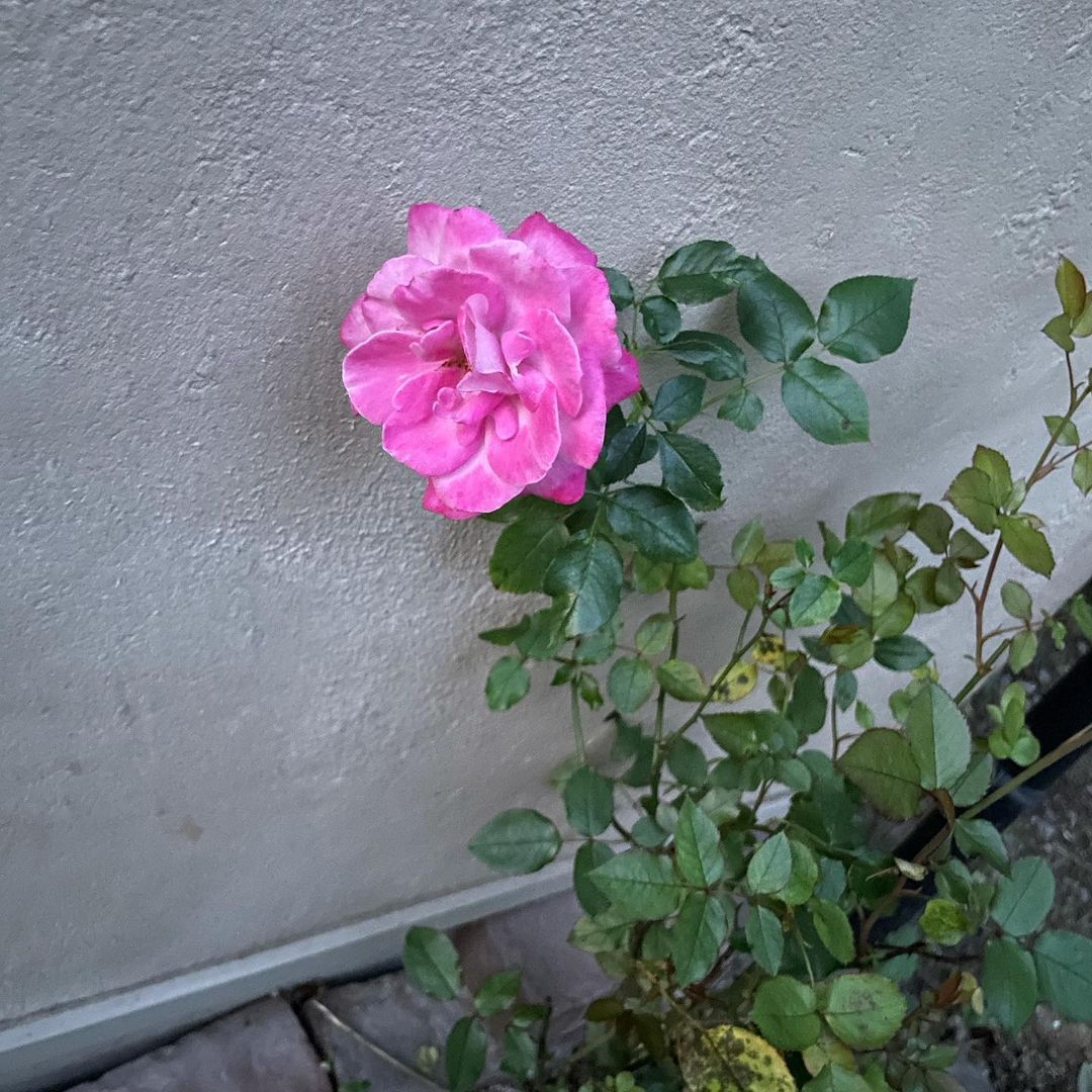 薔薇の香 Explore Tumblr Posts And Blogs Tumgir 薔薇の香 Explore Tumblr Posts And Blogs Tumgir