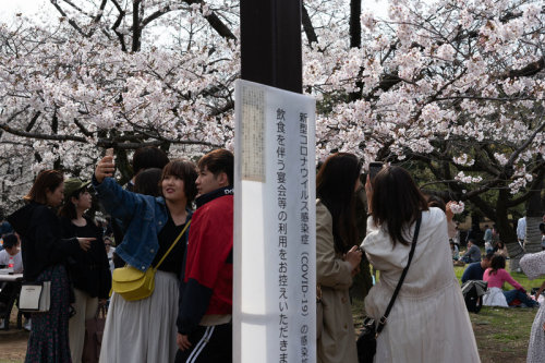 It seemed like the perfect day for viewing the stunning flower-filled trees.With warm temperatures a