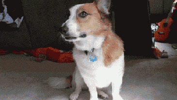 refurbthecat:  He’s always up for a fistbump