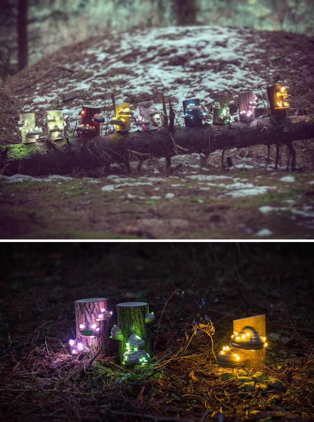 sosuperawesome: Never before documented, discovered in wild northern forests these