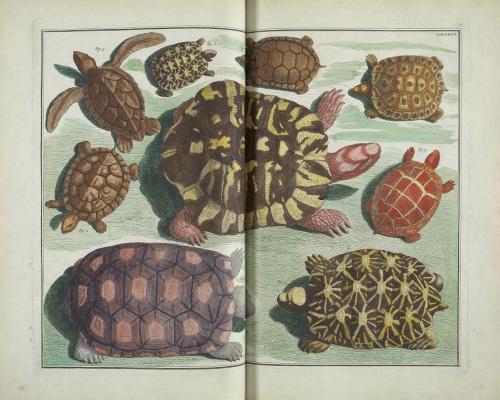 smithsonianlibraries:Are you shellebrating World Turtle Day? The yearly event aims to raise awarenes