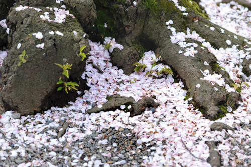 japan-esque:Sakura at Yasukuni Shrine
