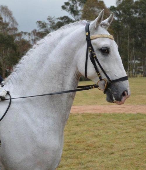 257 Favory Pallavicina226 Favory Naussica  x Pluto XXIX-23Lipizzaner, Stallion15.2hhBorn 2007