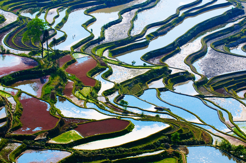 awkwardsituationist:  the remote and little known rice terraces of yuanyang county