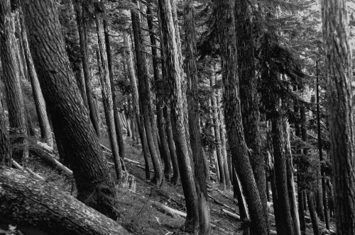 maryandhercamera:  Ignoring my responsibilities and editing photos. Trail to Kendall Katwalk, Snoqualmie Pass, WA 