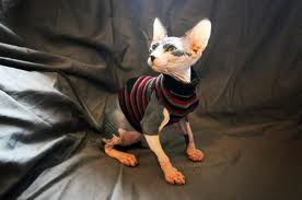 Sphynx cats in Sweaters. — I know he doesn't have a sweater…but naked cats