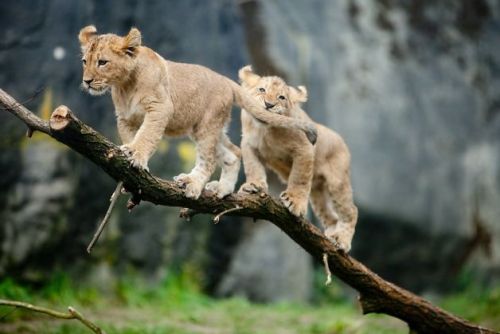 allcreatures:Photo: Joshua Trujillo, Associated Press (via Day in Pictures, Feb. 19, 2013 - SFGate)