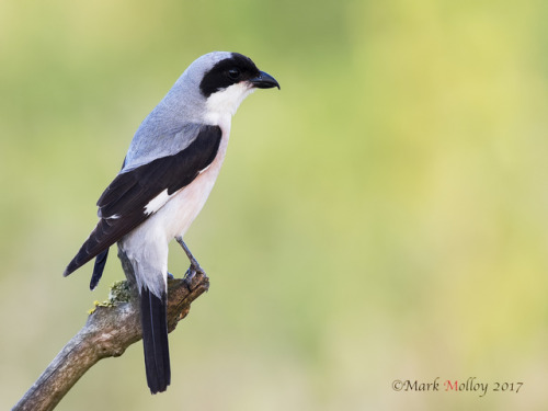 Lesser Grey Shrike (Lanius minor) >>by Mark Molloy