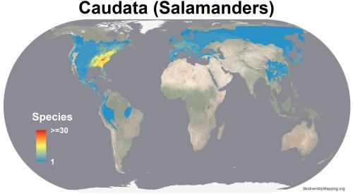 mapsontheweb:Map of global salamander diversity. The Smokey Mountains are known as the salamander ca