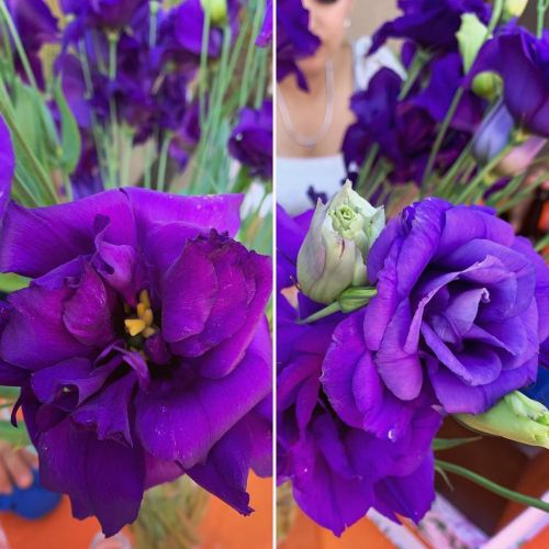 #Flowers #Flowersofinstagram #Purple  Https://Www.instagram.com/P/Cqxegcglzct/?Utm_Medium=Tumblr