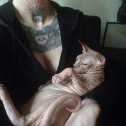 mrscreepshow:  Jobie LOOOVES to cuddle ❤️ #jobie #sphynx #hairless #cat #wrinkleking #ilobeyou