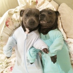 such-awww-cuteness:  Pitbulls in jammies