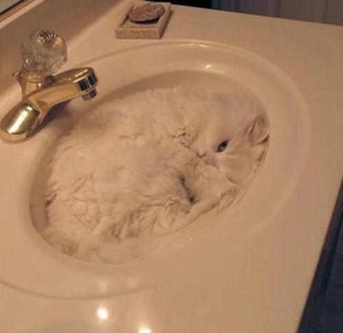 1petulantpanda: primedoverlord: friendly-animals: (Source) “Are cats a solid or a liquid?&rdqu