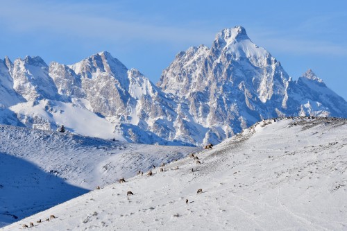 Each winter, thousands of elk make the journey to the National Elk Refuge in Wyoming. For the Jackson Elk Herd, the refuge is a vital stopover and offers outstanding wildlife photography and viewing opportunities all year long. The Teton Range is the...