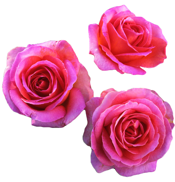 transparent-flowers:  &ldquo;Elle&rdquo; Hybrid Tea Rose. (x). 