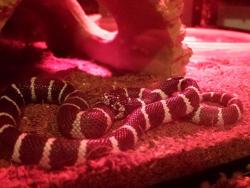 That time my snake tried to eat herself.