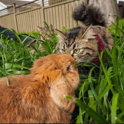 adventurecatsorg:  Hoppy Easter, AdventureCats! Photo: Instagram.com/boltandkeel 