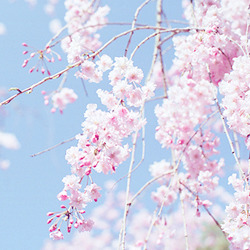 Porn cinnahearts:  sakura trees | 1 2 3 4 5 6 photos