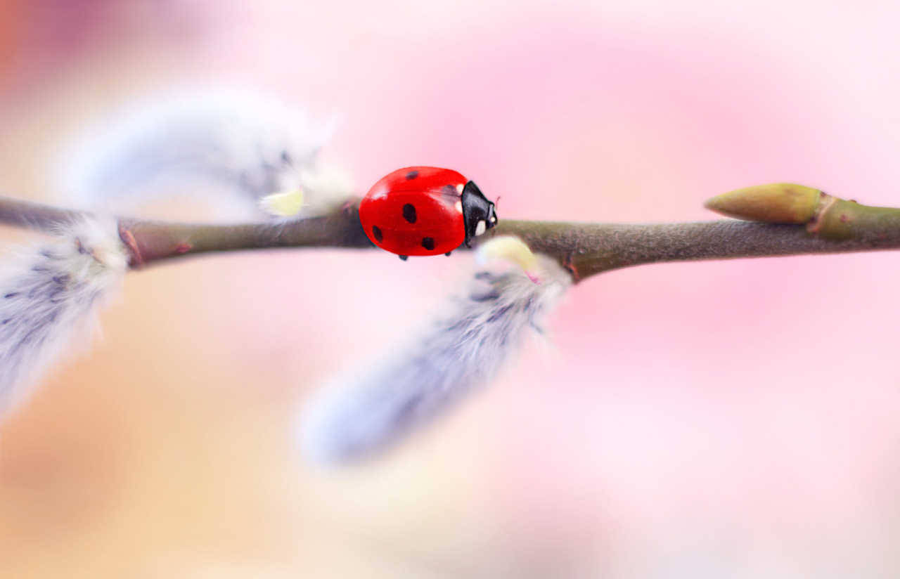 atraversso:   Stellaria &amp; Daisy by Elena Andreeva   