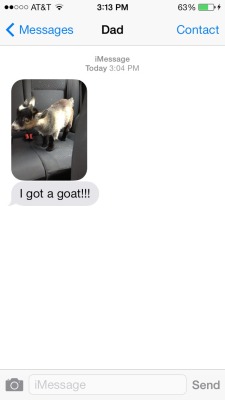 distraction:  i-have-a-really-long-username:  sandvviches:  my dad just got a goat  he goat it  goat daddy