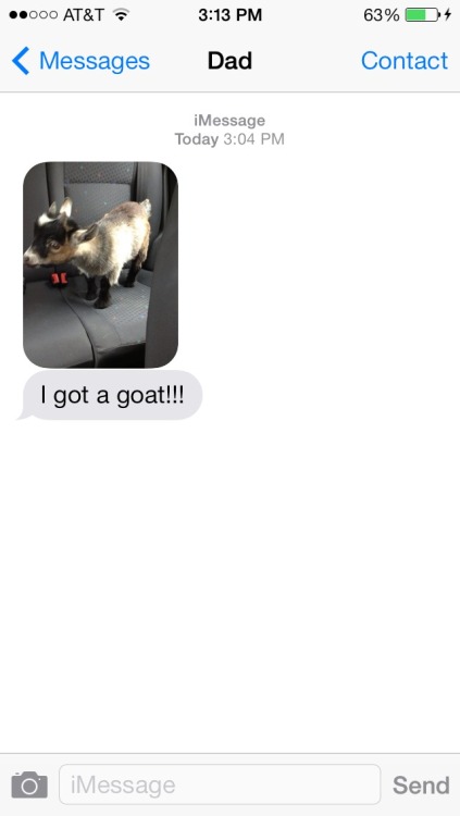 Sex sandvviches:  my dad just got a goat  pictures