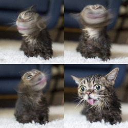 bublog:  When I told BUB that she was inexplicably