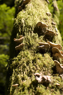 gunstreet:  life of the forest. Belcarra, 20 July. 