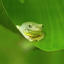 sleepypeepyfrog