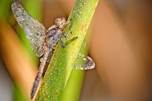 grace-from-dogville:  Macro photographs of dew-covered dragonflies and other insects by David Chambon 