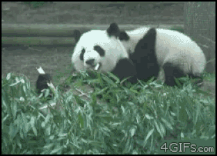 gaticosycosicas:  theblackhand72:   When someone tries to mess with you when you are eating   