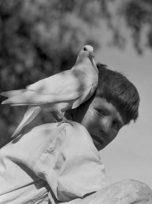 joeinct: One of the Partridge Twins with Pidgeon, Photo by Imogen Cunningham