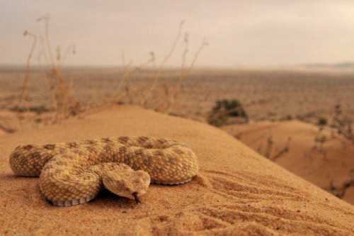 (Cerastes vipera) Sahara sand viper