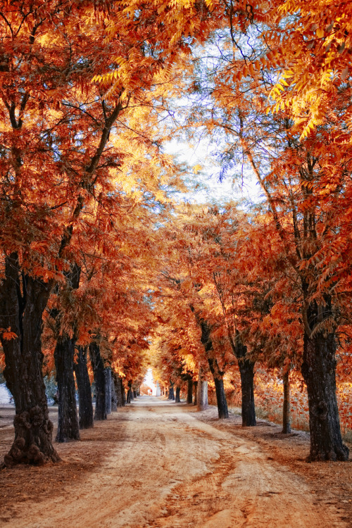 woodendreams:  (by Zú Sánchez)