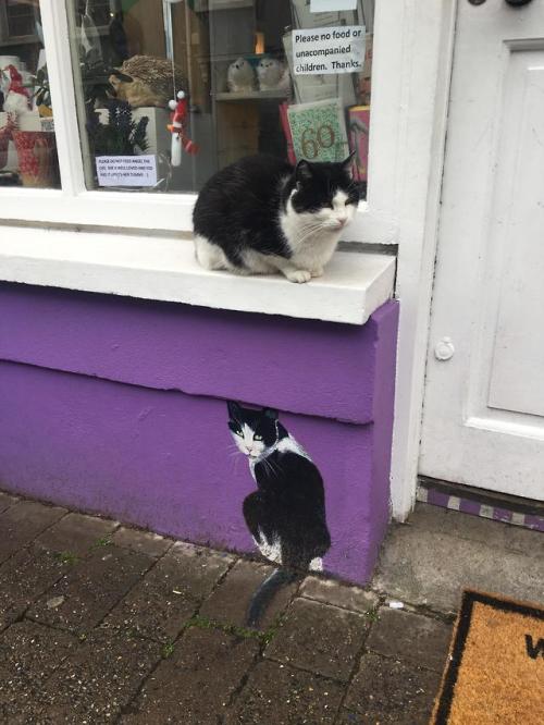 cutecatsgifsandetc:A cat perched above its portrait in Dingle, Ireland. via /r/cats by atillathehunn