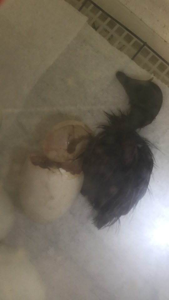 First Duck Hatchling!